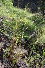 Cleistogenes kitagawae