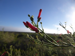 Gambelia juncea