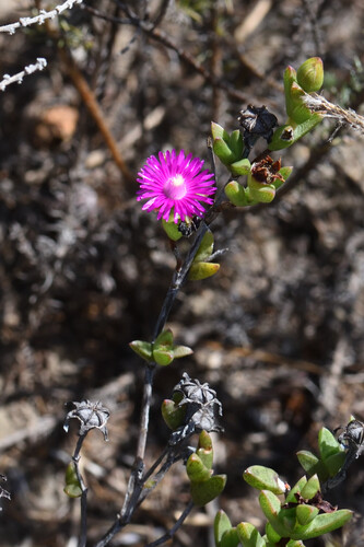 Knysna Tentfig (Ruschia knysnana)