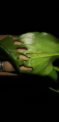 Xerosoma canaliculatum