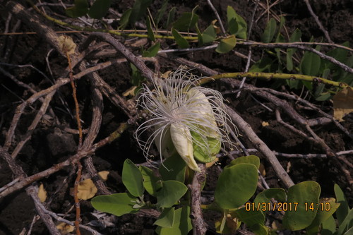 Image of Capparis sandwichiana by no rights reserved