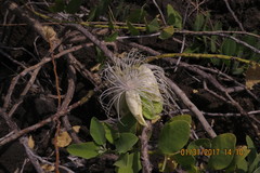 Capparis sandwichiana