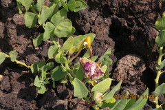 Capparis sandwichiana