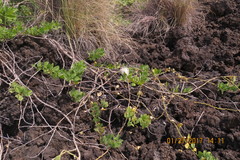Capparis sandwichiana