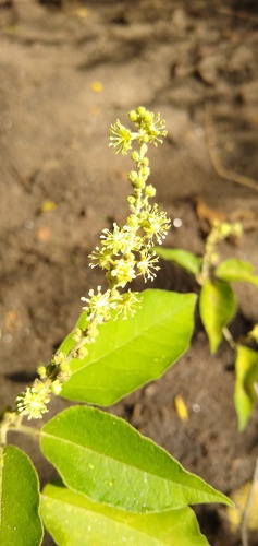 Croton hieronymi