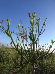 Gambelia juncea