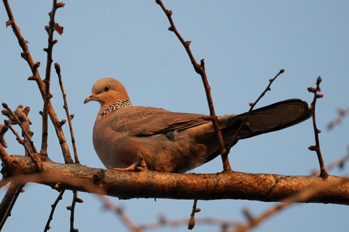 Spotted Dove