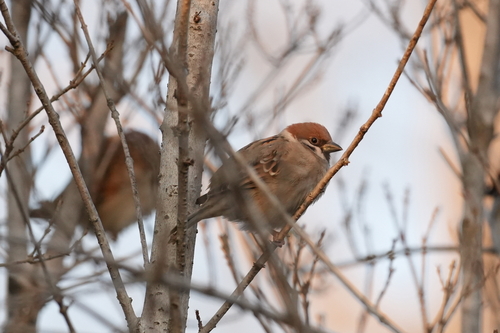 Eurasian Tree Sparrow