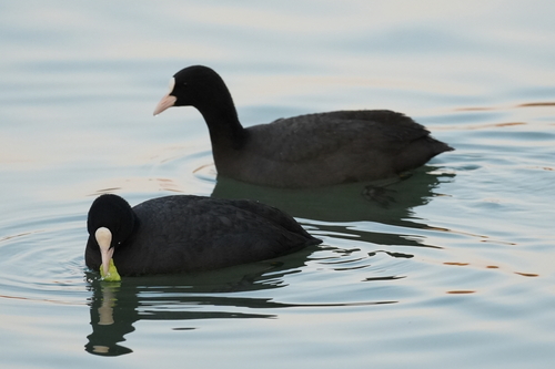 Eurasian Coot