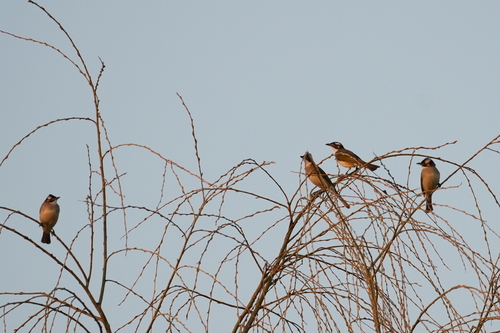 Light-vented Bulbul