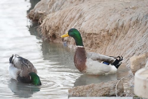 Mallard