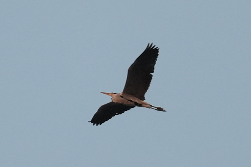 Grey Heron