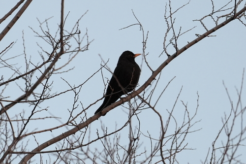 Chinese Blackbird