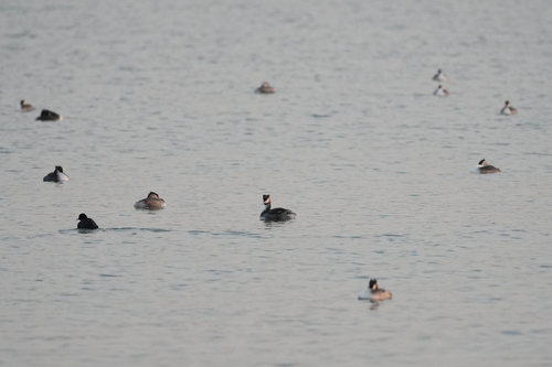 Great Crested Grebe