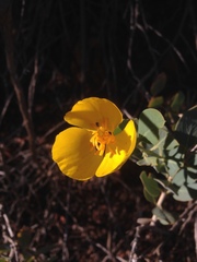 Dendromecon harfordii