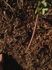 Dendromecon harfordii