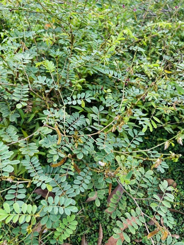 Tephrosia villosa