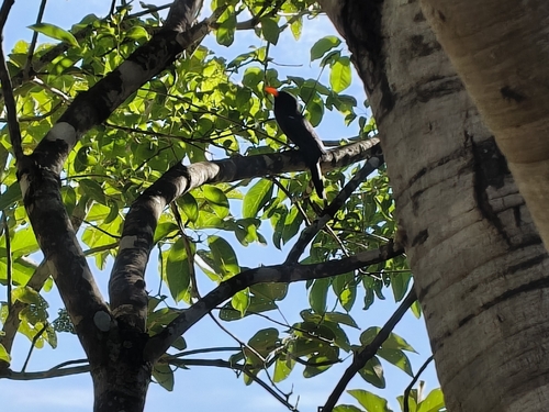 Black-fronted Nunbird (Monasa nigrifrons), photo 6