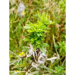 Epilobium pallidiflorum