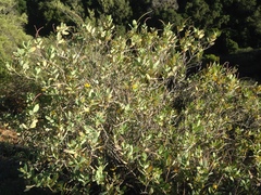 Dendromecon harfordii