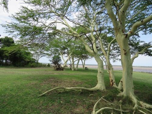 Fevertree (Vachellia xanthophloea)