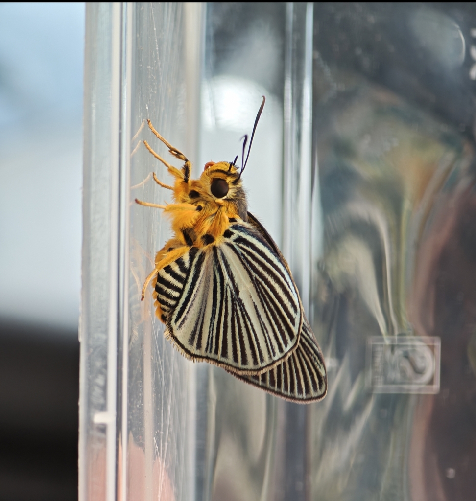 Burara danata