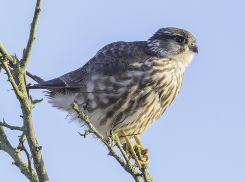 Merlin (Falco columbarius) — Least Concern Aves