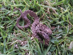 Storeria storerioides