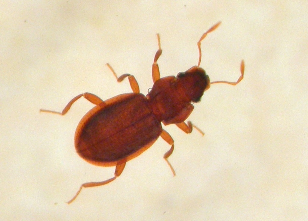 Hydraena