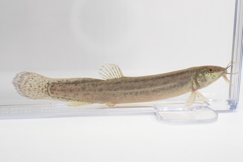 Chinese muddy loach (Misgurnus mizolepis) — Cobitidae — 3