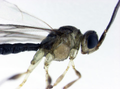 Archaeoteleia karere