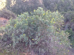 Dendromecon harfordii