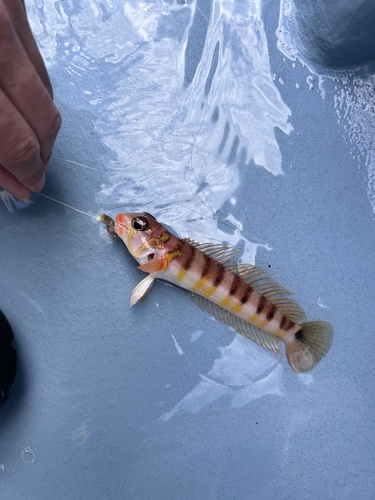 Bicolorbarred grubfish (Parapercis multifasciata) — Pinguipedidae — 3