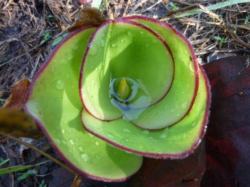 Costus spectabilis image