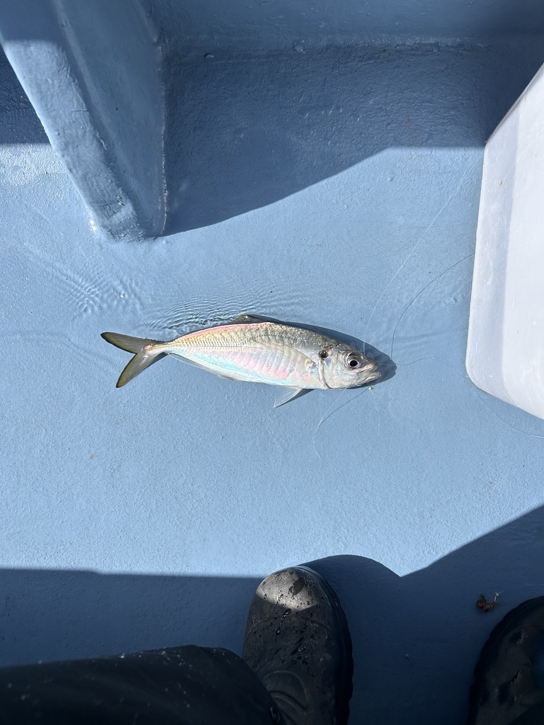 Japanse horsmakreel (Trachurus japonicus) — Carangidae