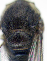 Archaeoteleia karere