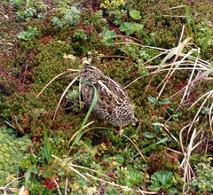 Gallinago magellanica