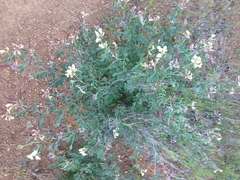 Acmispon grandiflorus grandiflorus