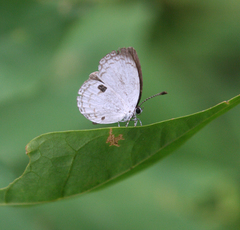 Neopithecops zalmora zalmora