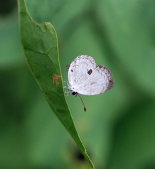 Neopithecops zalmora zalmora