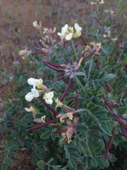 Acmispon grandiflorus grandiflorus