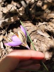 Crocus imperati, photograph (c) Francesco Santoro, some rights reserved (CC BY)