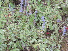 Salvia helianthemifolia