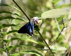 Astraptes habana