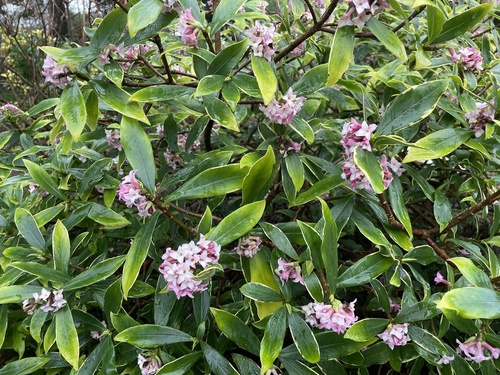 Daphne odora