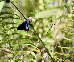Astraptes habana