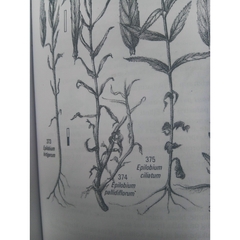 Epilobium pallidiflorum