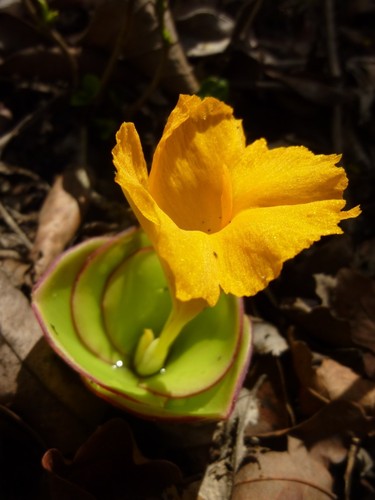 Costus spectabilis image