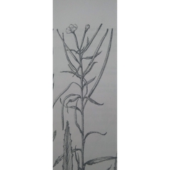 Epilobium pallidiflorum