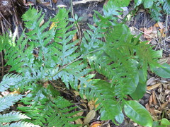 Pteris carsei